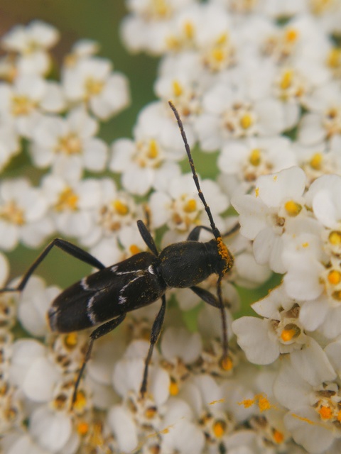 Chlorophorus sartor - feketevállú darázscincér