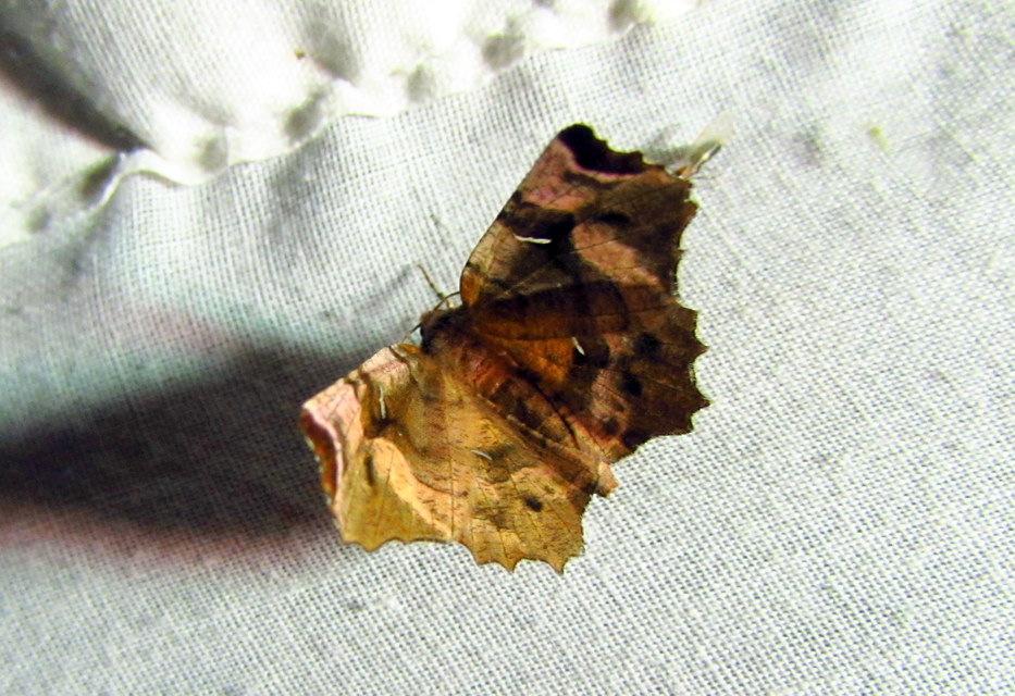 Selenia tetralunaria - négyfoltos holdasaraszoló