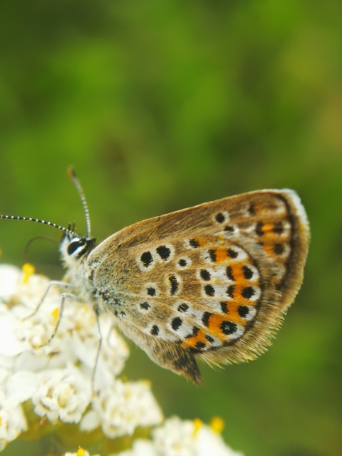 Plebejus argus - ezüstös boglárka