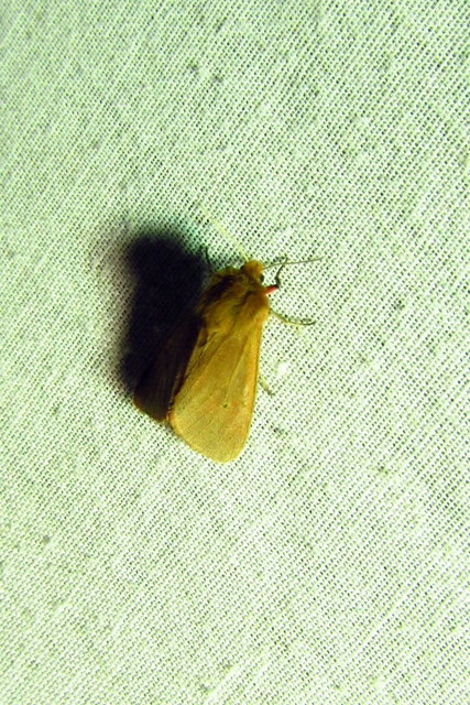 Phragmatobia fuliginosa - füstös medvelepke