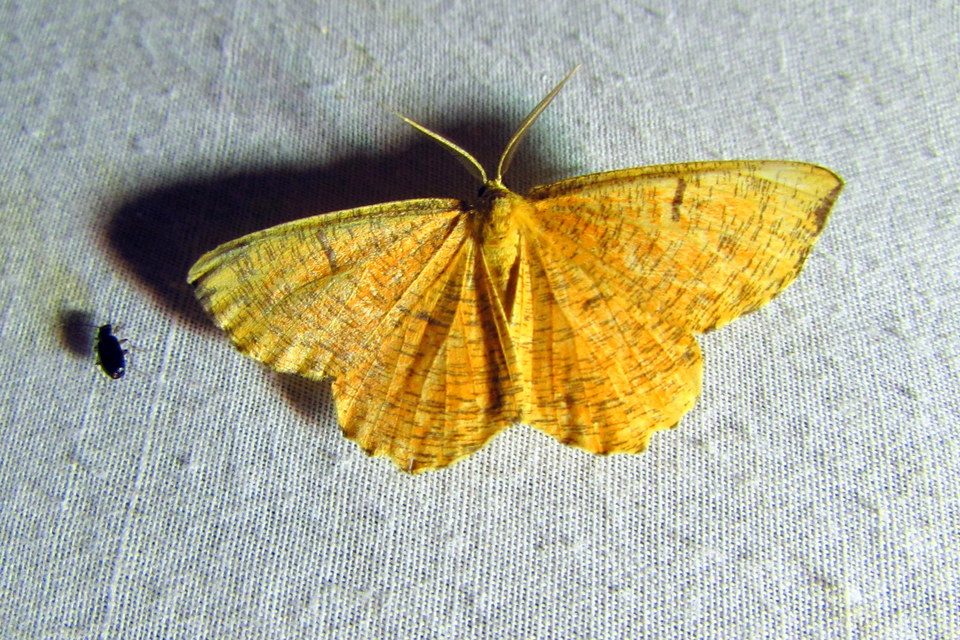 Angerona prunaria - sárga kökényaraszoló