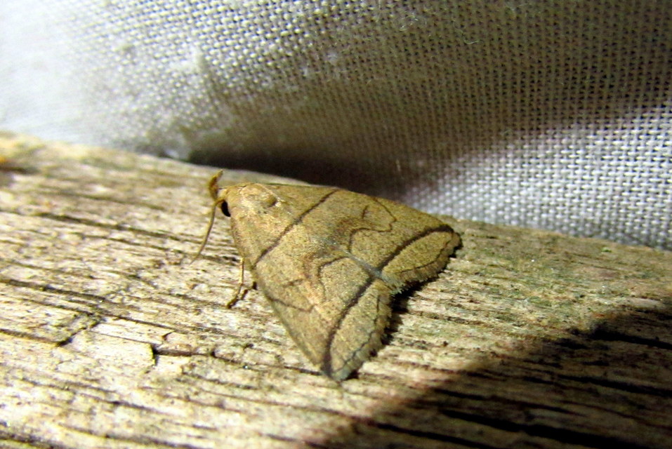 Herminia grisealis - ligeti karcsúbagoly