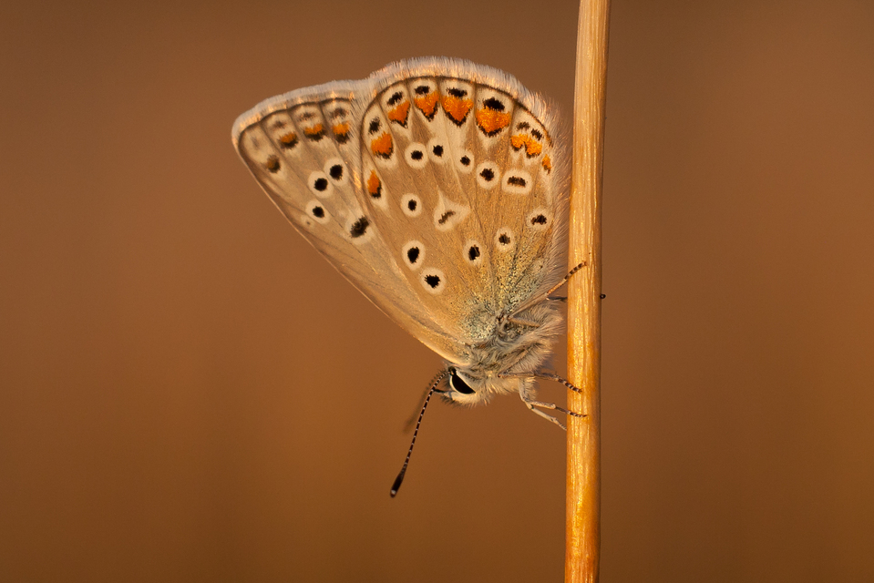 Polyommatus icarus - közönséges boglárka