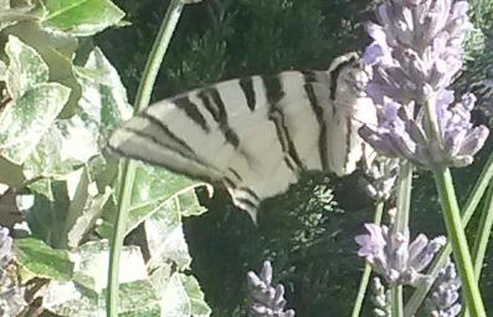 Iphiclides podalirius - kardoslepke