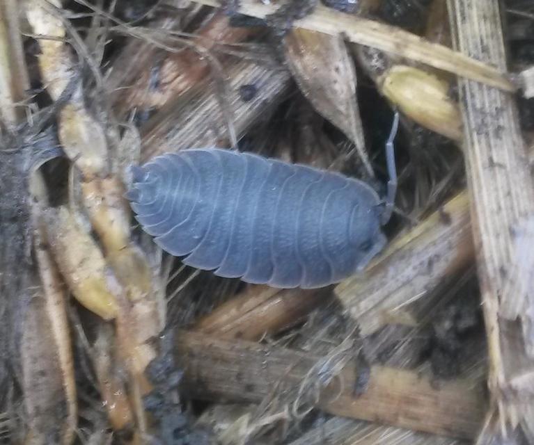 Porcellio scaber - érdes pinceászka