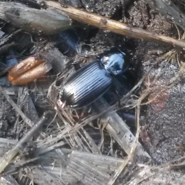 Pterostichus melanarius - közönséges gyászfutó