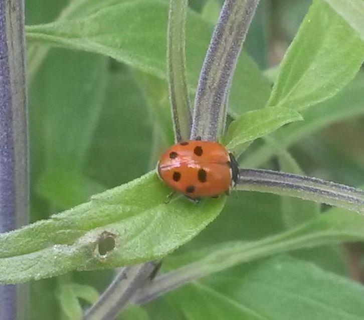 Hippodamia variegata - tizenhárompettyes katica