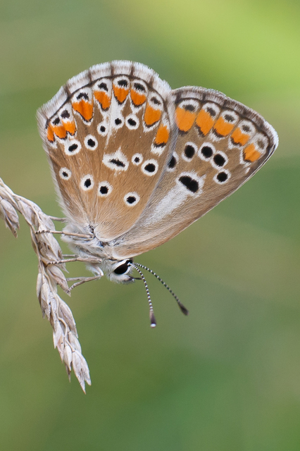 Aricia agestis - szerecsenboglárka