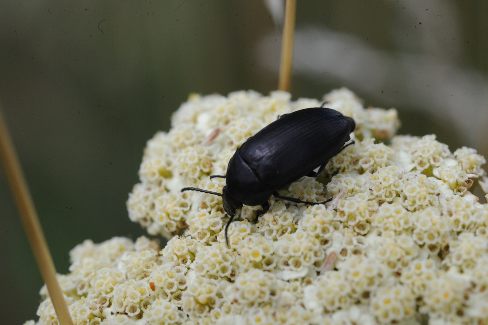 Podonta nigrita - szerecsenbogár