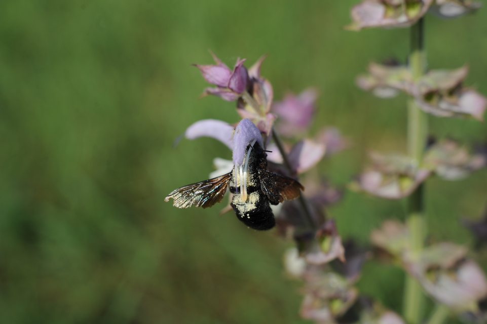 Xylocopa violacea - kék fadongó
