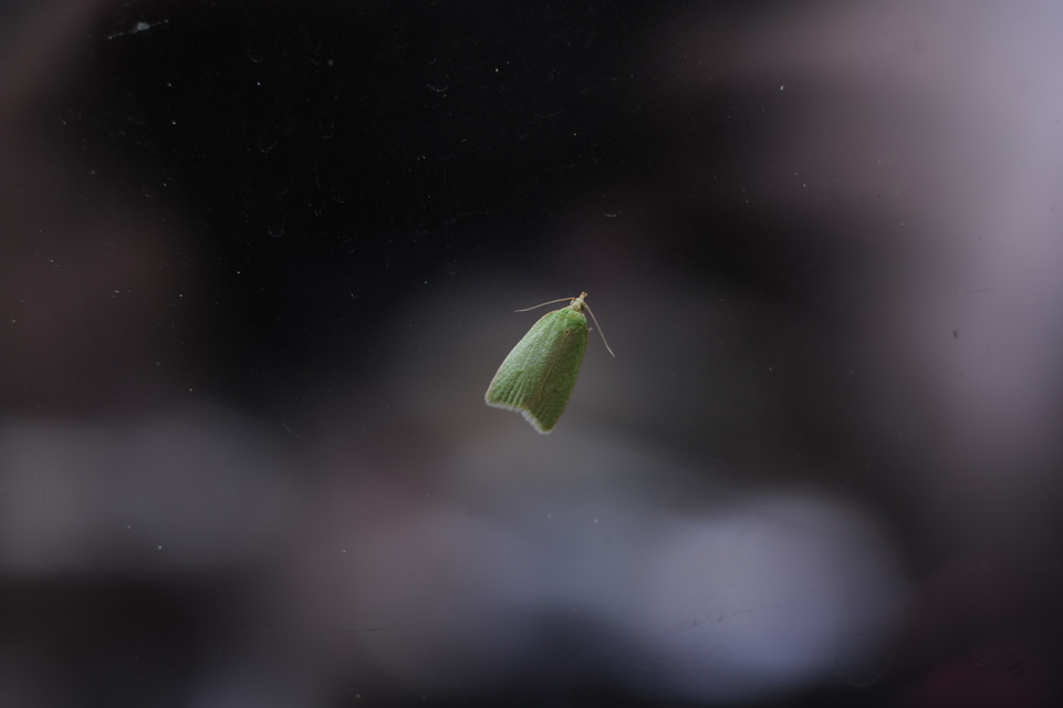 Tortrix viridana - tölgyilonca