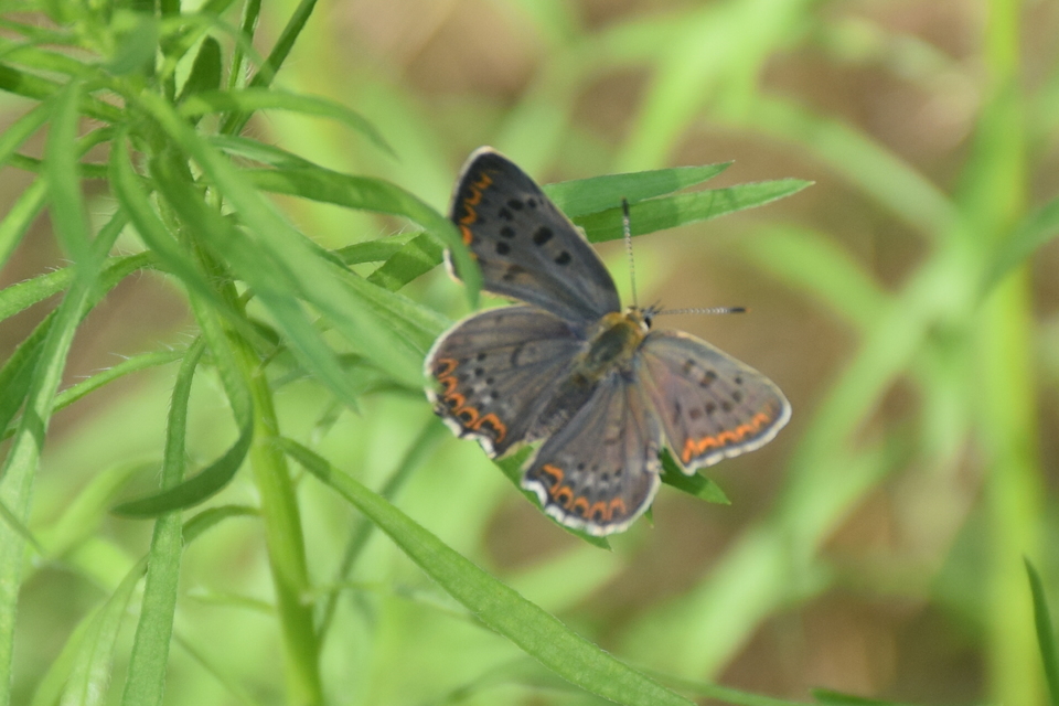 Lycaena tityrus - barna tűzlepke