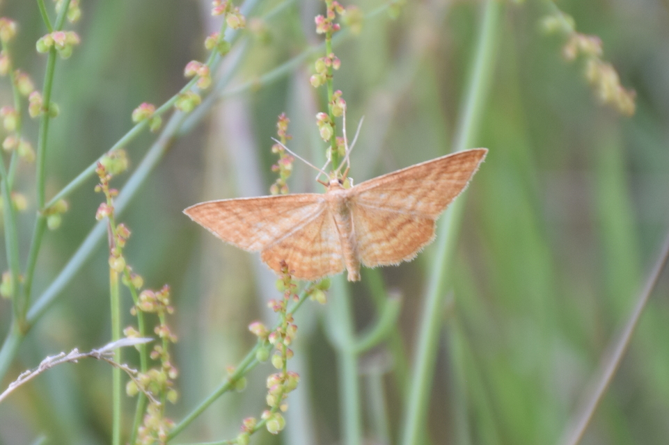 Idaea ochrata - okkerszínű sávosaraszoló