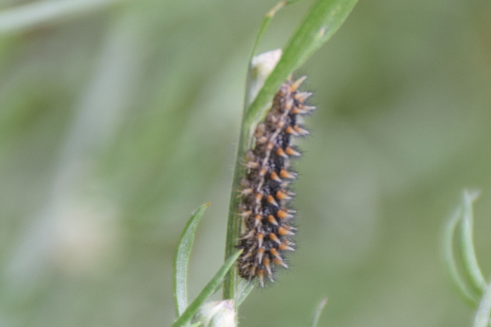 Melitaea phoebe - nagy tarkalepke