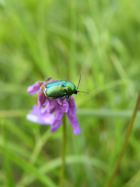 Cryptocephalus