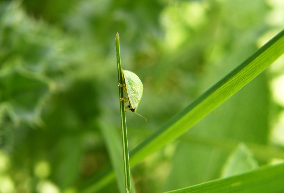 Cassida Cassida
