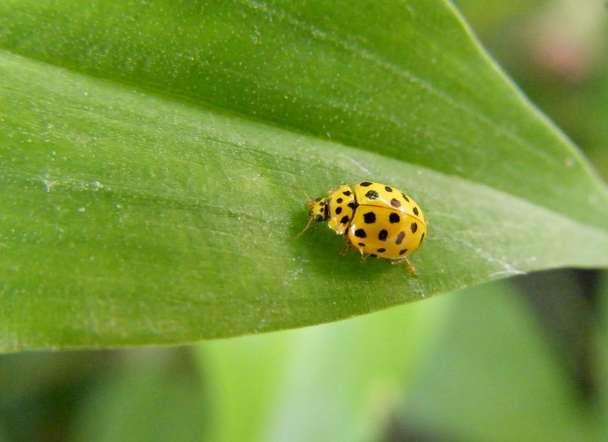 Psyllobora vigintiduopunctata - huszonkétpettyes katica
