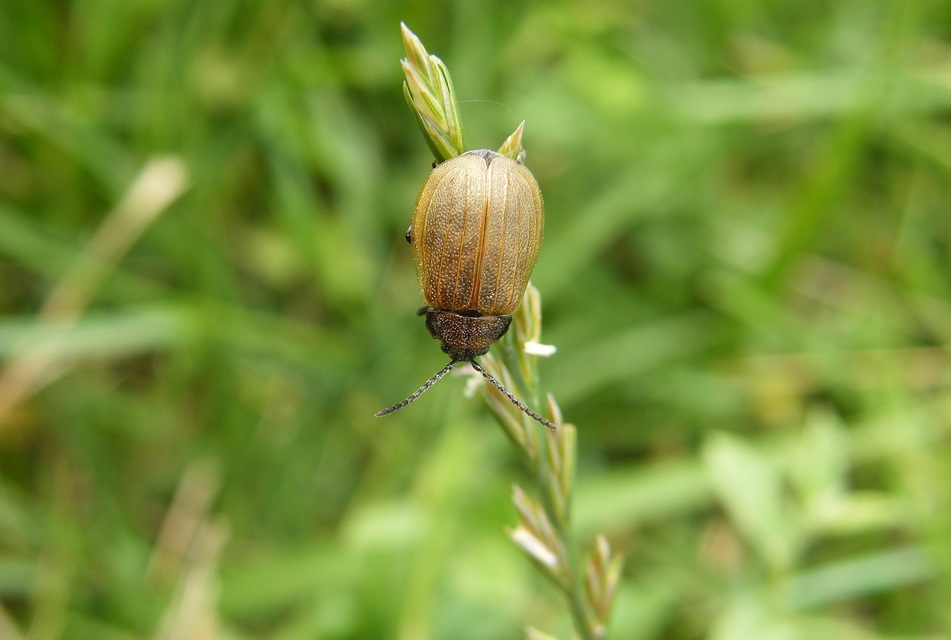 Galeruca pomonae - barna olajosbogár