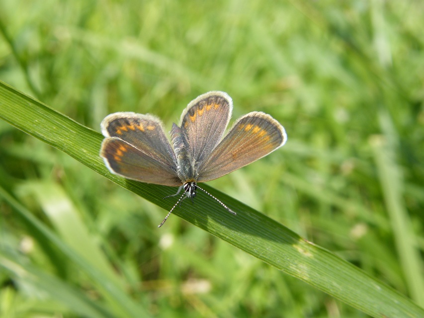 Plebejus argus - ezüstös boglárka