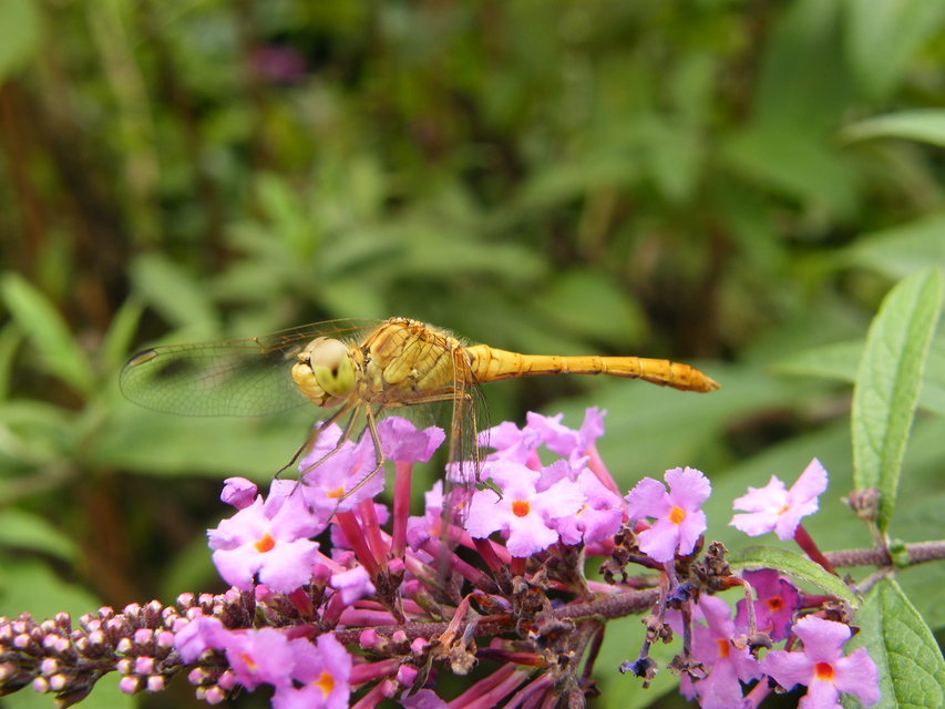 Sympetrum meridionale - fakó katona-szitakötő