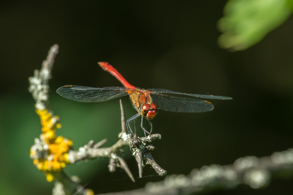 Sympetrum sanguineum - vörös katona-szitakötő