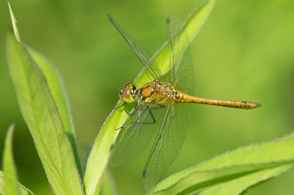 Sympetrum sanguineum - vörös katona-szitakötő