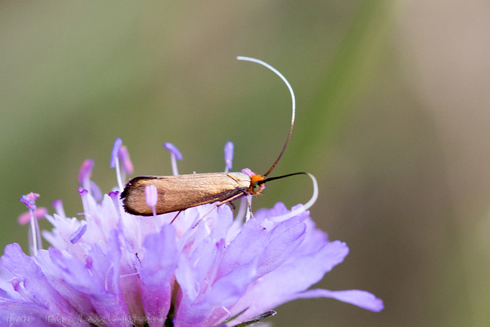 Adelidae - hosszúcsápú-tőrösmolyfélék
