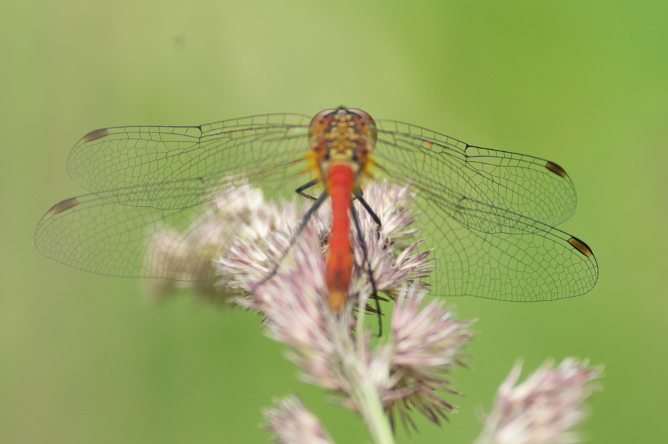 Sympetrum sanguineum - vörös katona-szitakötő
