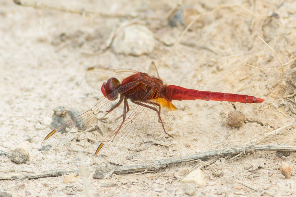 Crocothemis erythraea - skarlát szitakötő