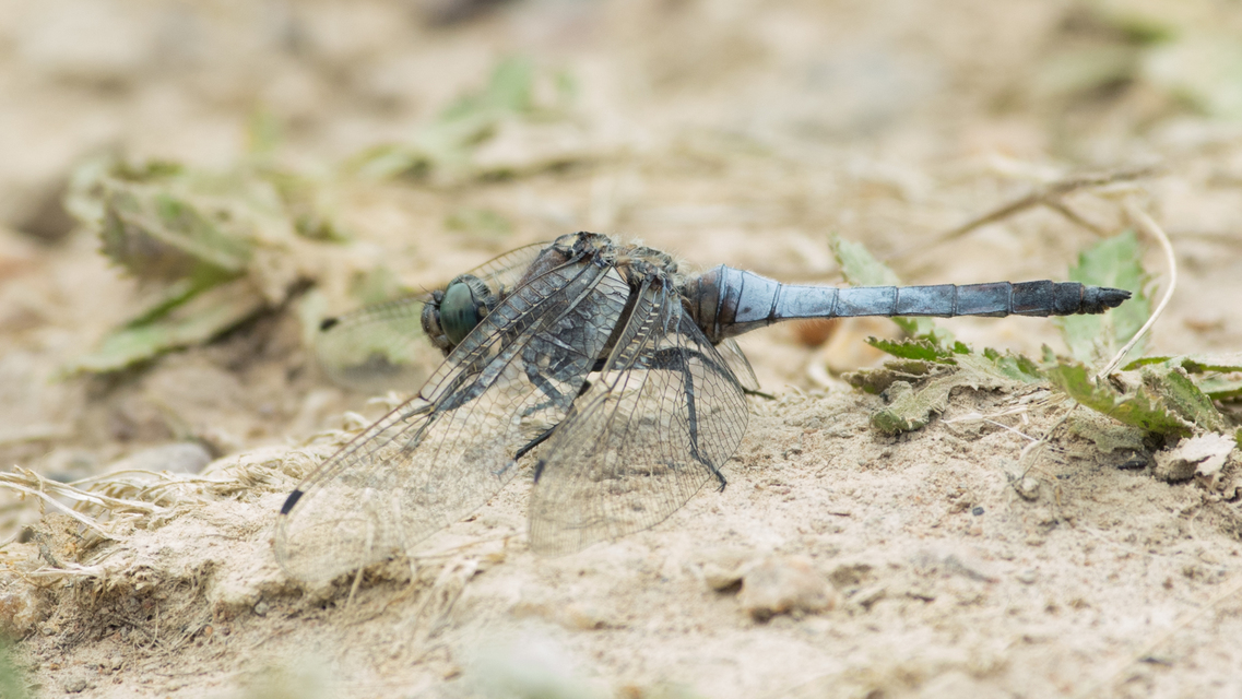 Orthetrum cancellatum - feketefarkú pásztorszitakötő