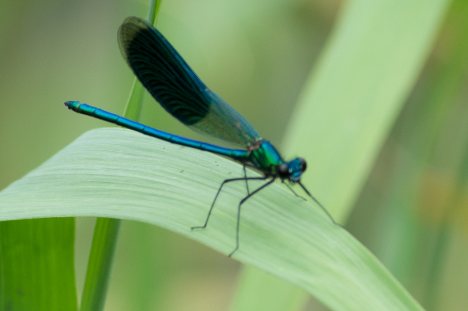 Calopteryx splendens - sávos szitakötő