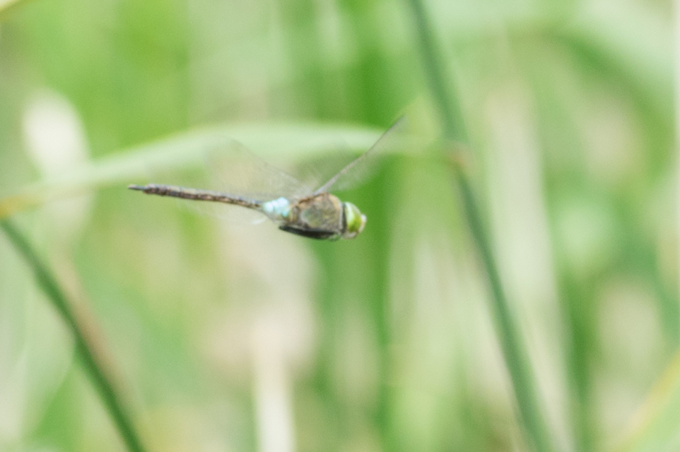 Anax parthenope - barna óriásacsa