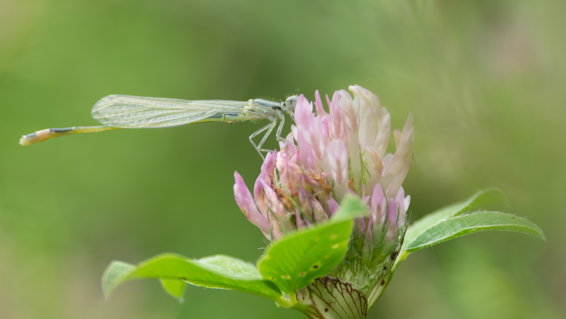 Ischnura elegans pontica - kéköves légivadász