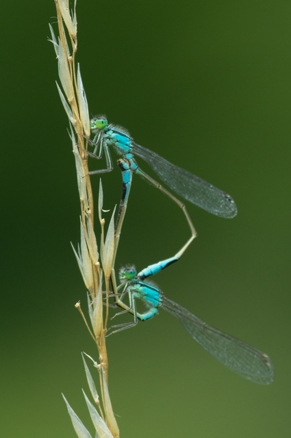 Ischnura elegans pontica - kéköves légivadász