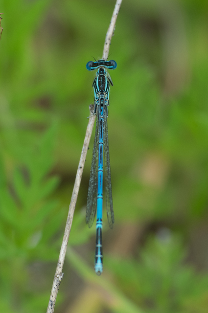 Platycnemis pennipes - széleslábú szitakötő