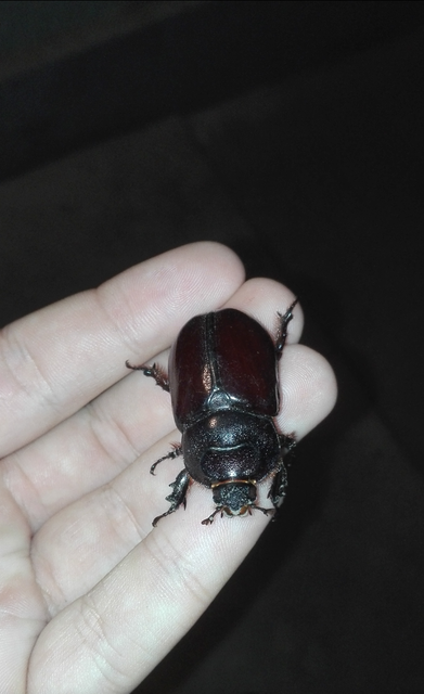 Oryctes nasicornis - orrszarvú bogár