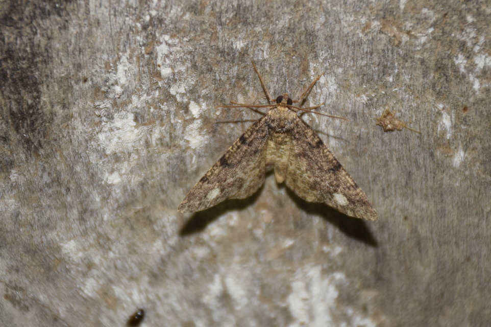Parectropis similaria - barna zuzmóaraszoló