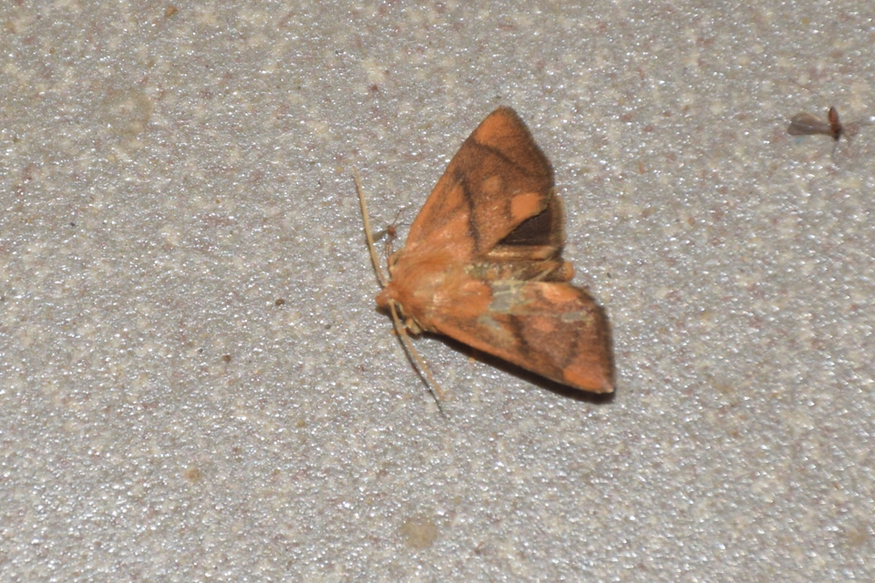 Apoda limacodes - kagylólepke