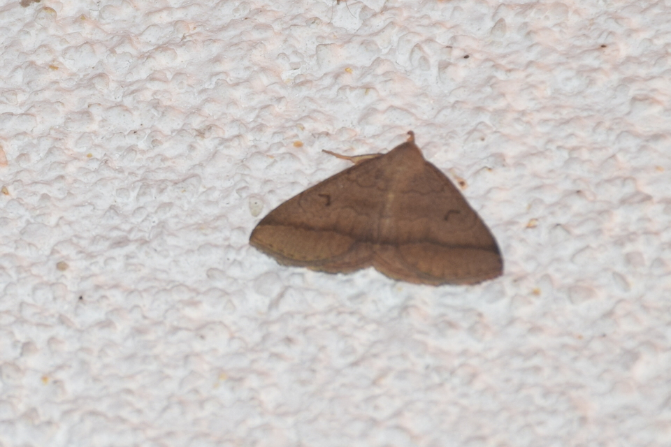 Zanclognatha lunalis - pelyheslábú karcsúbagoly