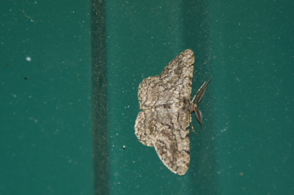 Hypomecis roboraria - nagy tölgyfaaraszoló