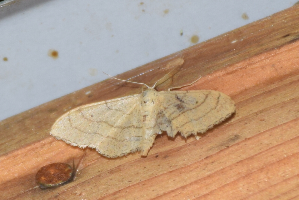 Idaea aversata - nagy sávosaraszoló
