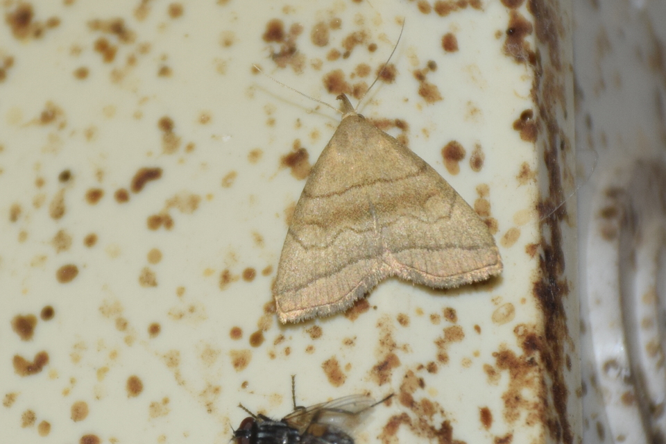 Herminia tarsicrinalis - szőröslábú karcsúbagoly