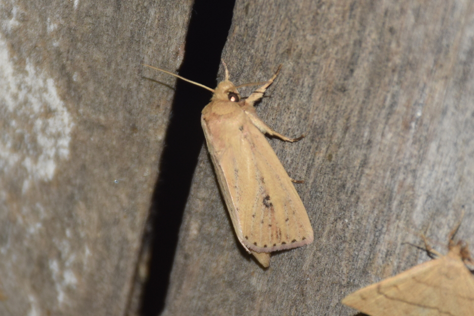 Globia sparganii - nagy nádibagoly