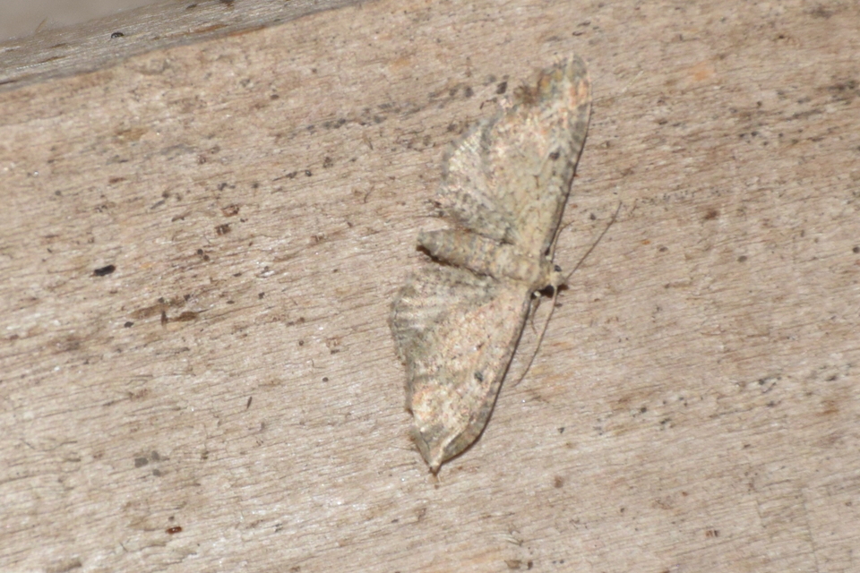 Eupithecia millefoliata - cickafark-törpearaszoló