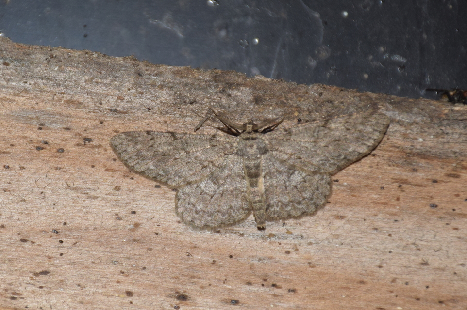 Hypomecis punctinalis - pettyes faaraszoló