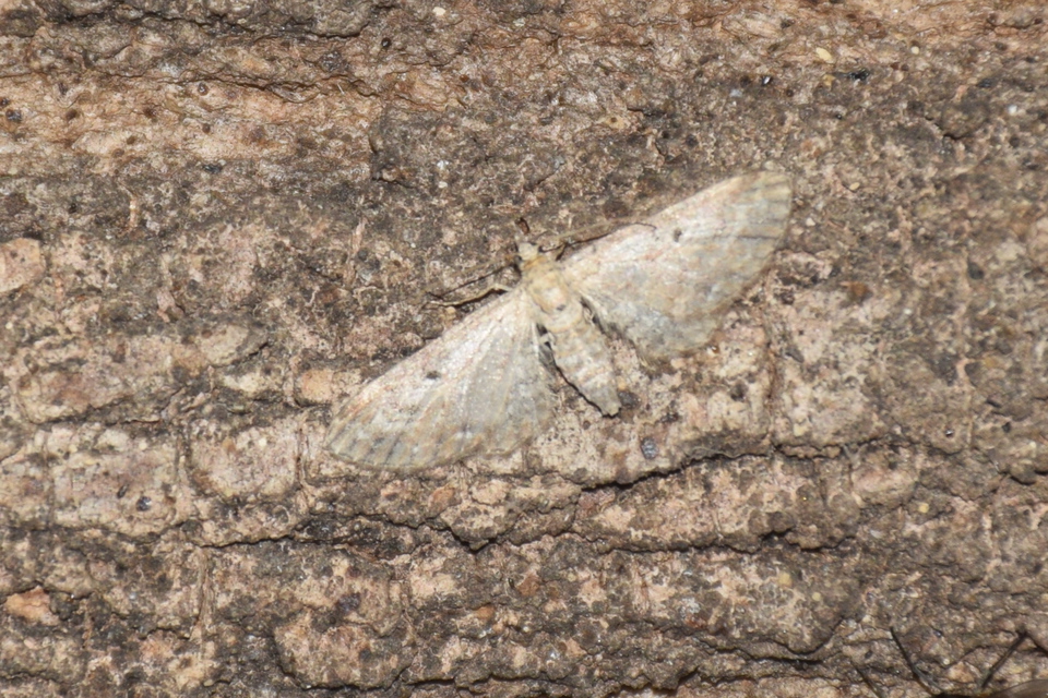 Eupithecia millefoliata - cickafark-törpearaszoló