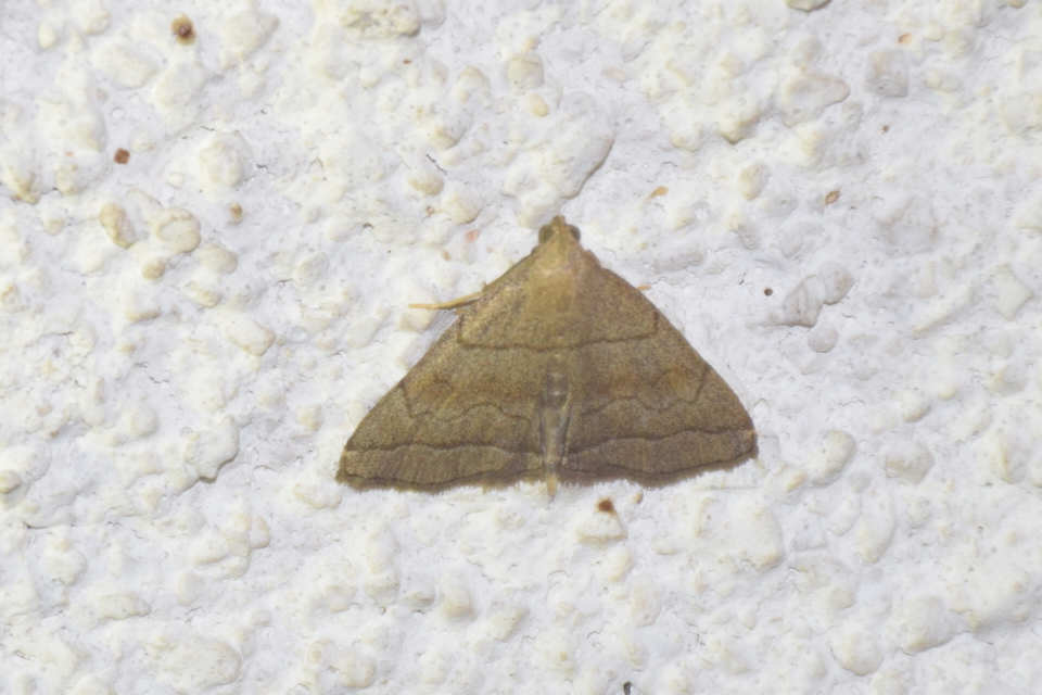 Herminia tarsicrinalis - szőröslábú karcsúbagoly