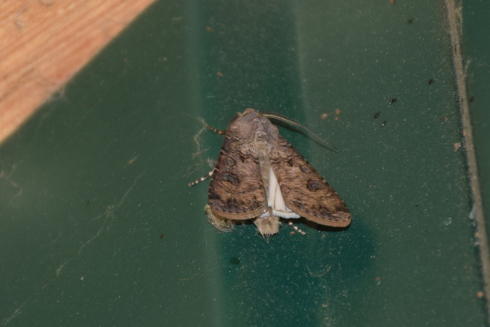 Agrotis segetum - vetési földibagoly