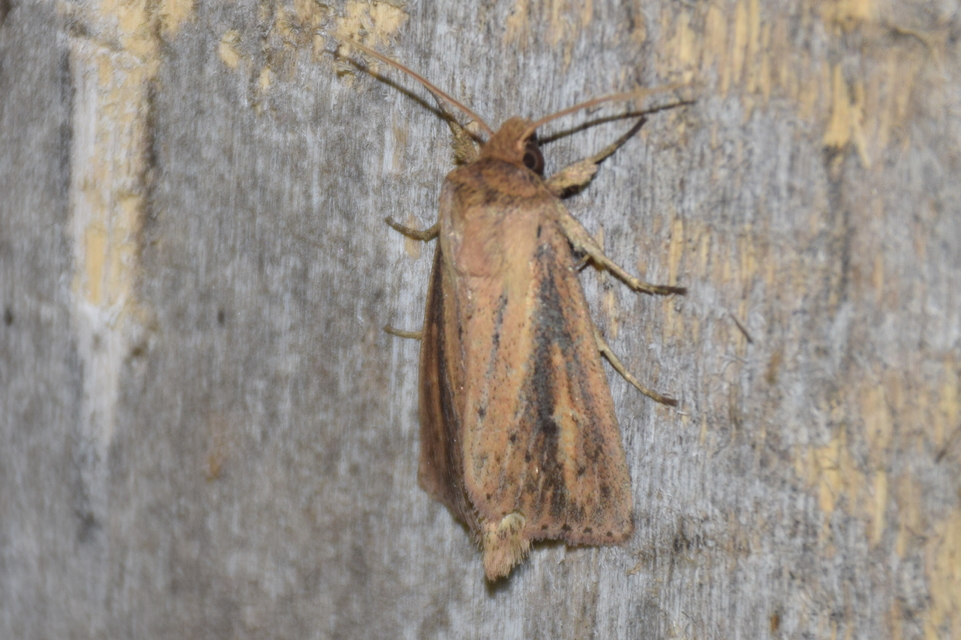 Globia sparganii - nagy nádibagoly