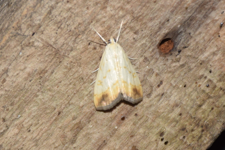Evergestis extimalis - kerti dudvamoly